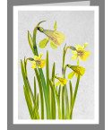 Narcissus rugulosus