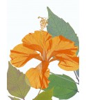 Hibiscus Rosa Sinensis A2 Orange