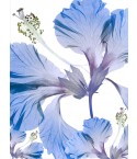 Hibiscus rosa sinensis A2 blue