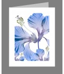 hibiscus blue