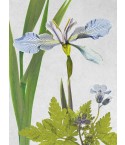 Iris foetidissima A2
