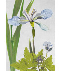 Iris foetidissima 