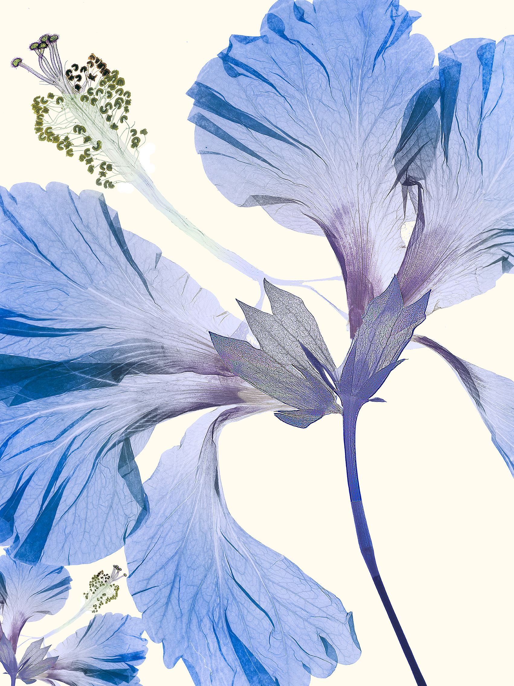 Hibiscus blue